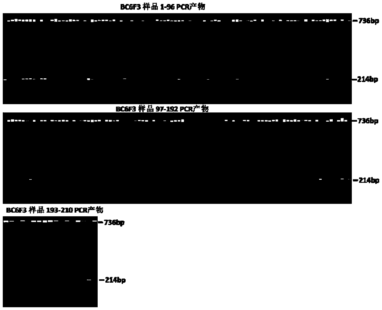 Co-dominant marker primer set and identification method for identifying tobacco resistance spotted wilt disease locus RTSW allele types, and applications thereof