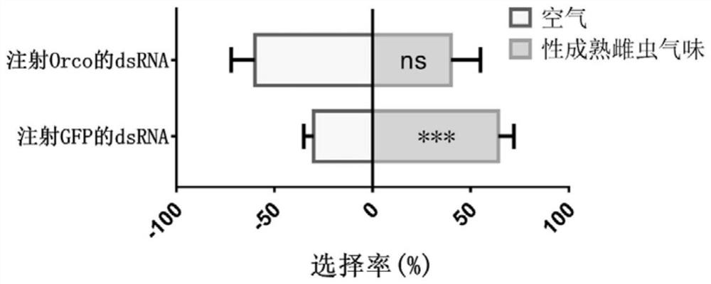 dsrna, coding gene, preparation method and application thereof based on Periplaneta americana orco gene design