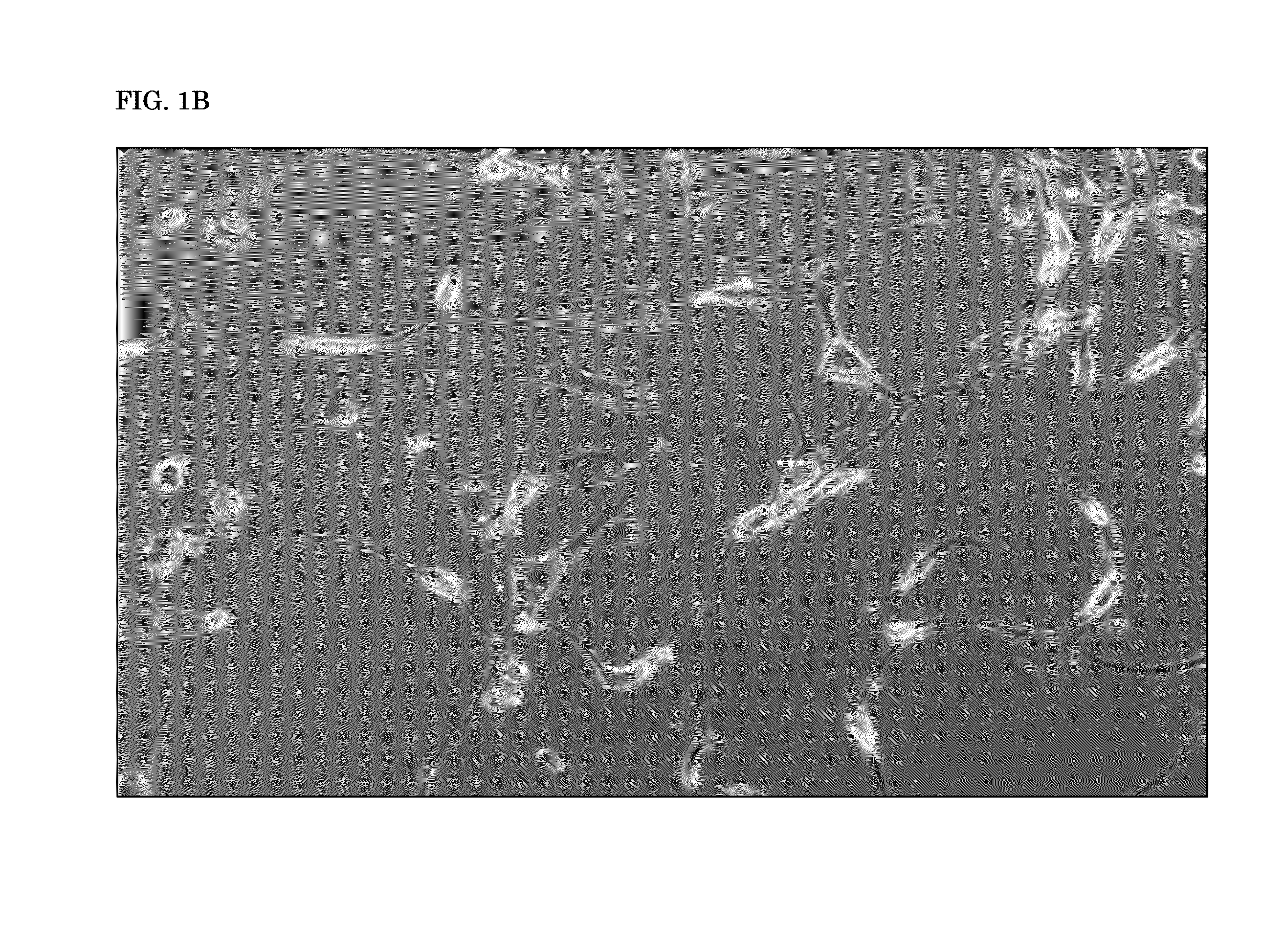 Neurogenesis screening method and uses thereof