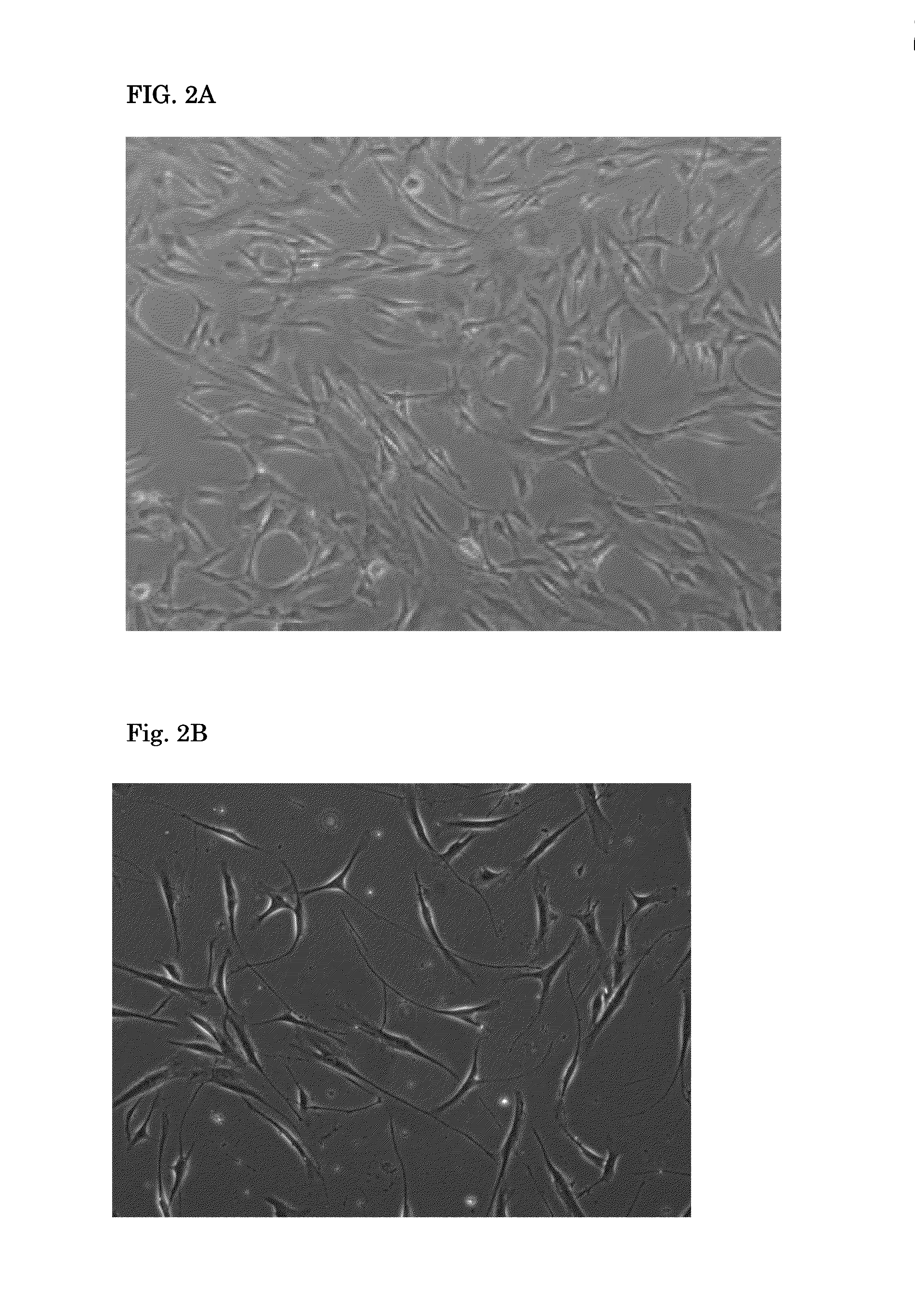 Neurogenesis screening method and uses thereof