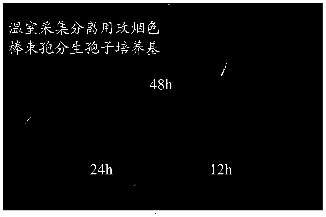 Greenhouse collection and isolation of Isyriamycetes conidia culture medium and preparation method