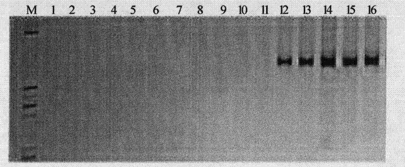 Method for breeding raphanus sativus L. CMS (genic male sterility) lines by using marker assisted selection