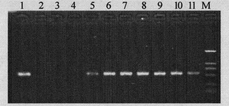 Method for breeding raphanus sativus L. CMS (genic male sterility) lines by using marker assisted selection