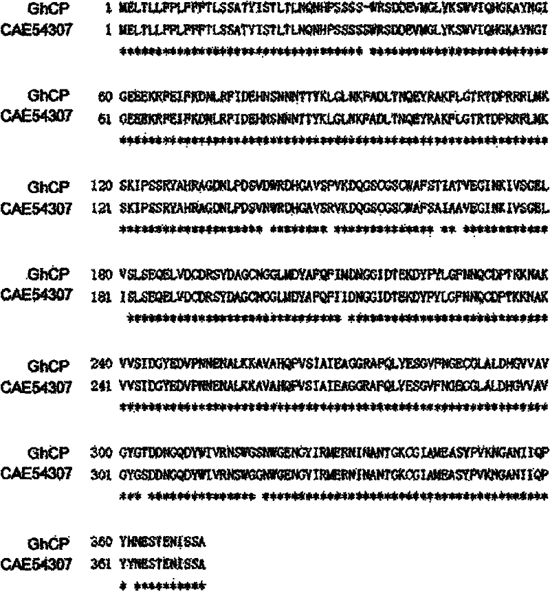 Plant-mediated insect RNA (Ribonucleic Acid) interference reinforced by using cysteine protease