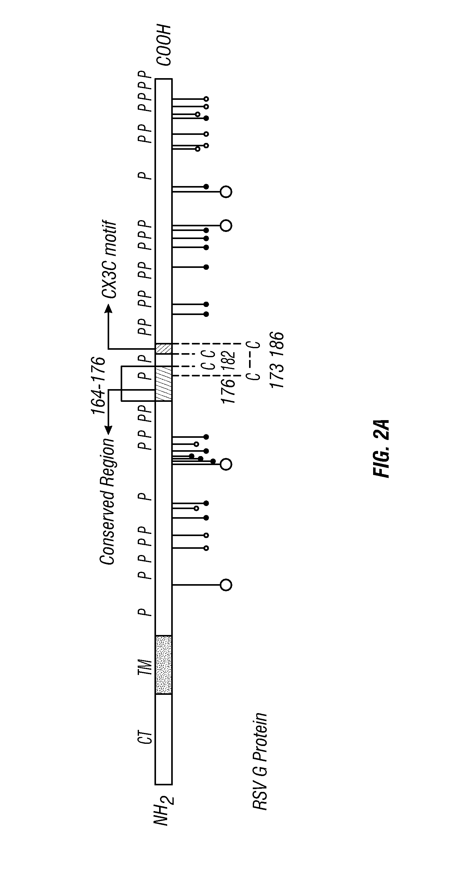 Anti-RSV G protein antibodies