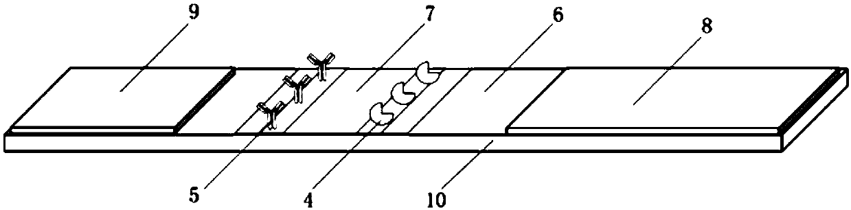 Indirect background fluorescence colloidal gold immunochromatographic test strip based on double-labeled signal amplification and application thereof