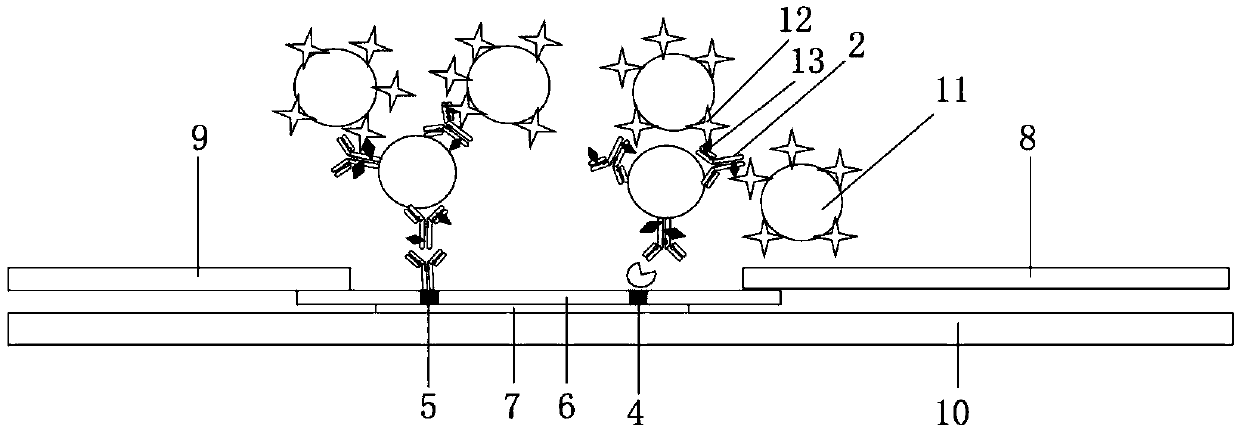 Indirect background fluorescence colloidal gold immunochromatographic test strip based on double-labeled signal amplification and application thereof