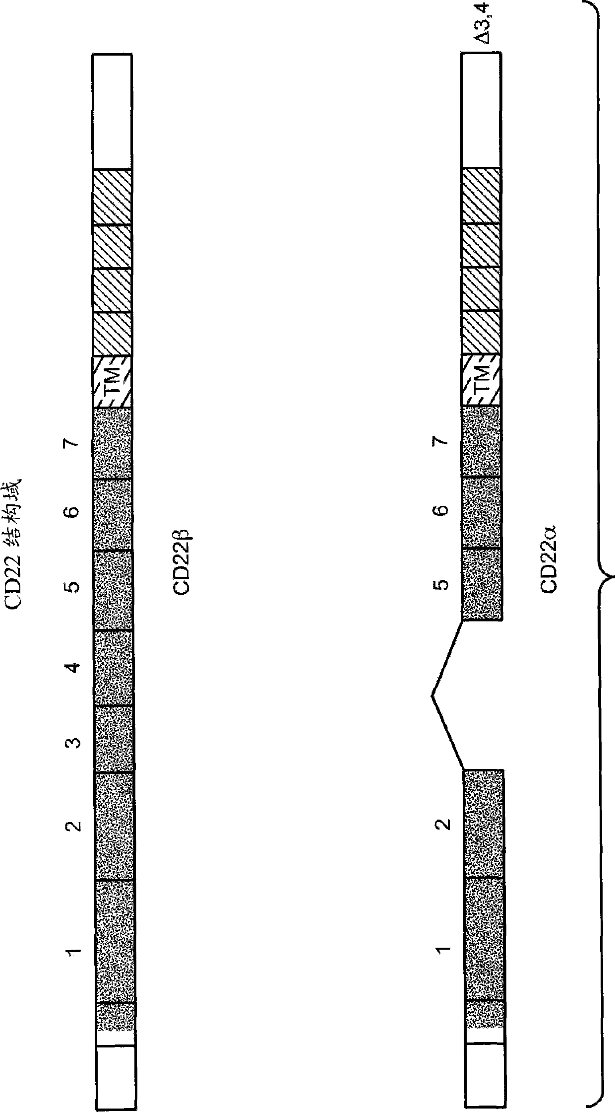 Antibodies and immunoconjugates and uses therefor