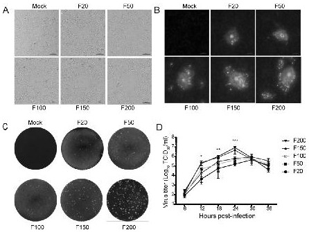 Porcine epidemic diarrhea virus vaccine strain and preparation method thereof