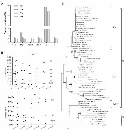 Porcine epidemic diarrhea virus vaccine strain and preparation method thereof