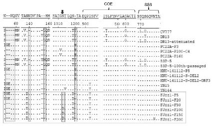 Porcine epidemic diarrhea virus vaccine strain and preparation method thereof