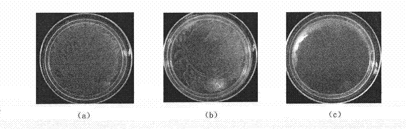 Method for preparing antibacterial nanometer silver colloid