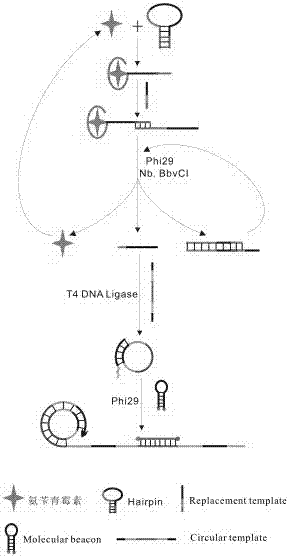 Method for detecting ampicillin based on aptamer