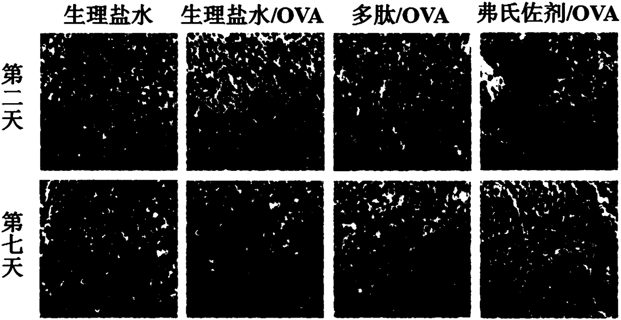 Redox sensitive polypeptide based on cell-penetrating peptide and application of redox sensitive polypeptide in vaccine vector