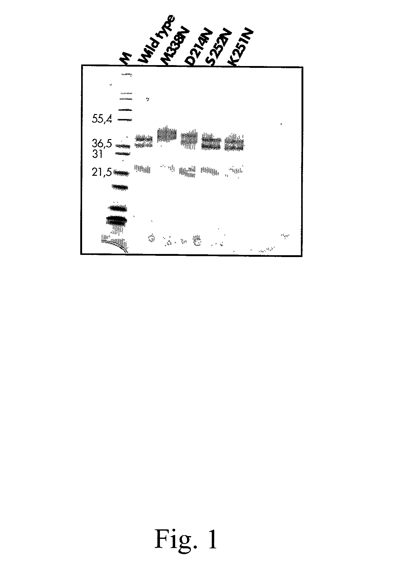 Protein C or activated protein C-like molecules