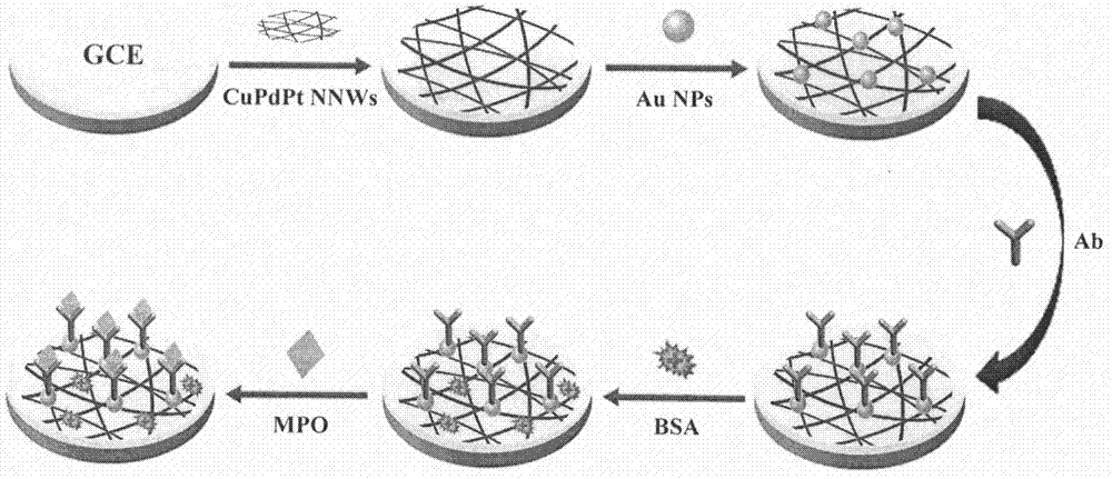 Biosensor for detecting myeloperoxidase based on copper-palladium-platinum nano mesh materials