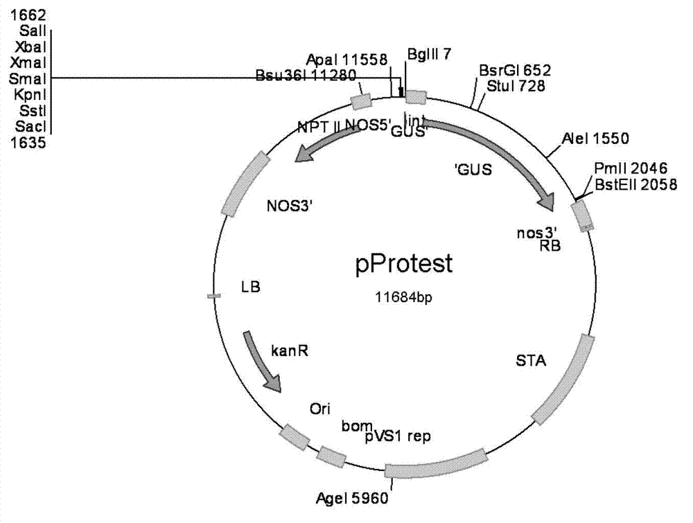 Floral organ specific expression promoter separated from Populus trichocarpa Torr.&Gray and application thereof