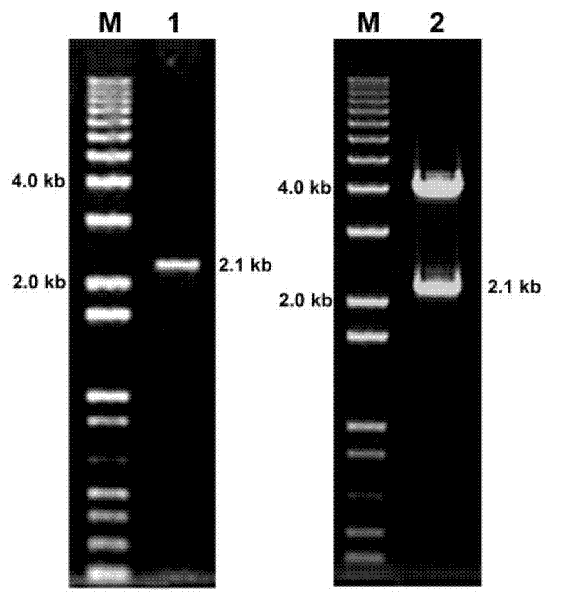 Floral organ specific expression promoter separated from Populus trichocarpa Torr.&Gray and application thereof