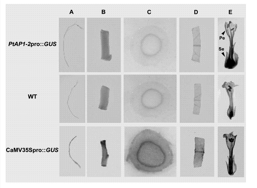 Floral organ specific expression promoter separated from Populus trichocarpa Torr.&Gray and application thereof