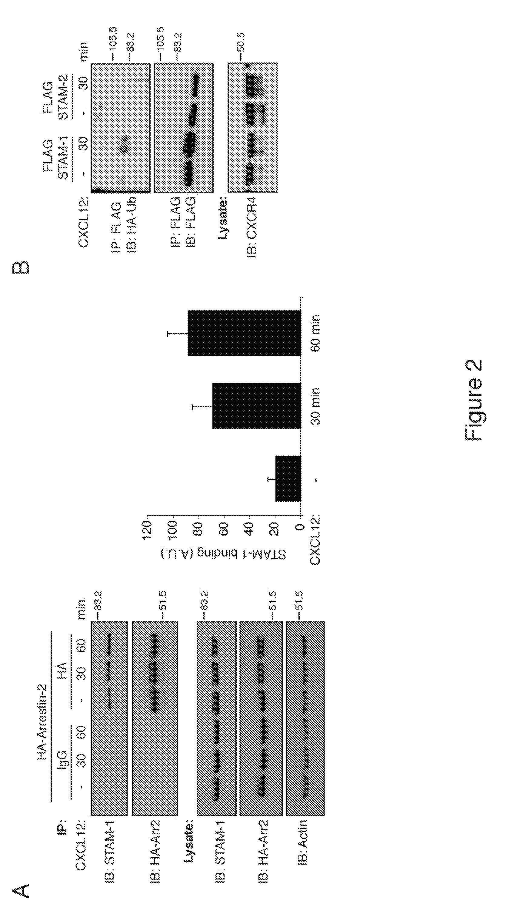 Methods of utilizing the arrestin-2/stam-1 complex as a therapeutic target