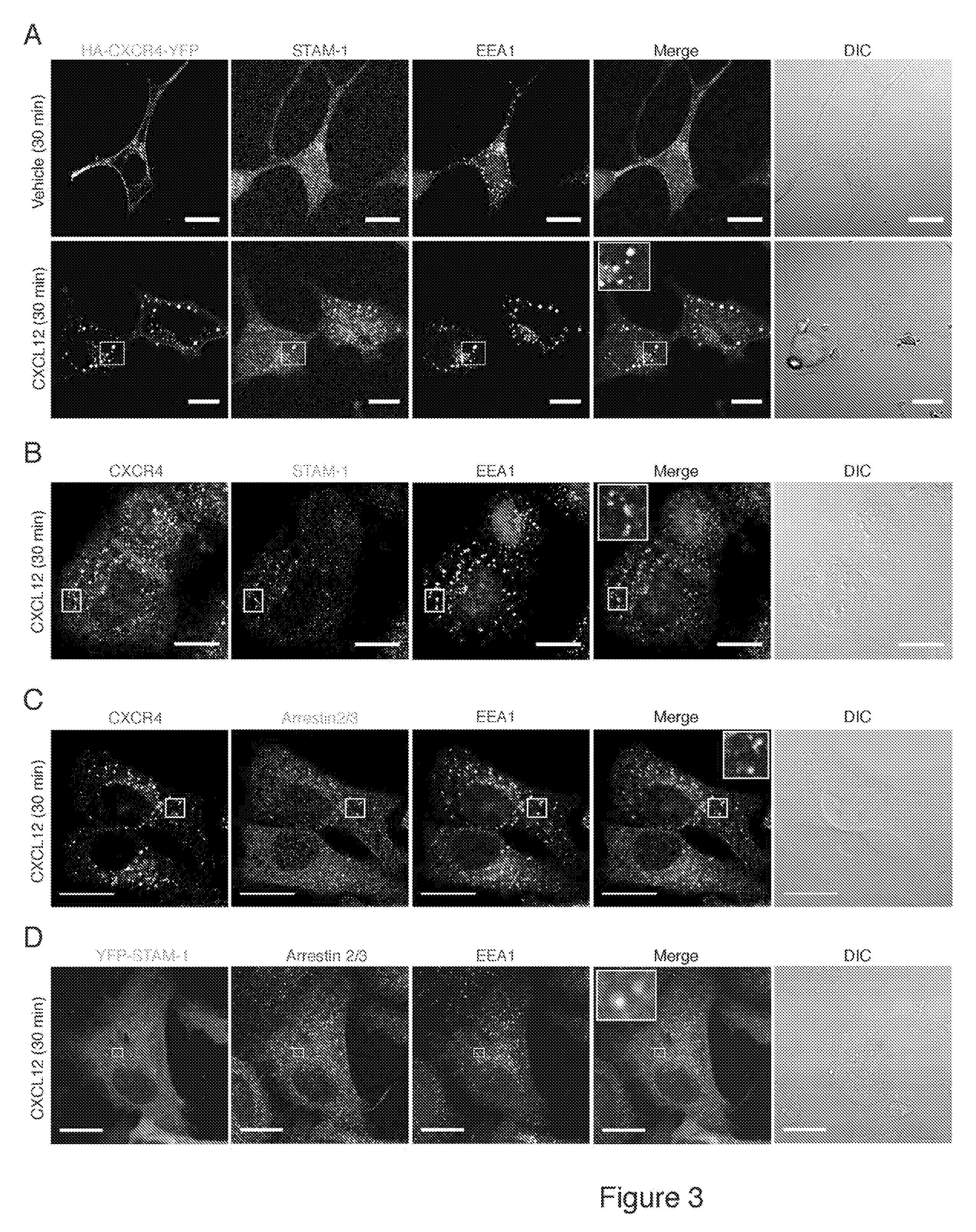 Methods of utilizing the arrestin-2/stam-1 complex as a therapeutic target