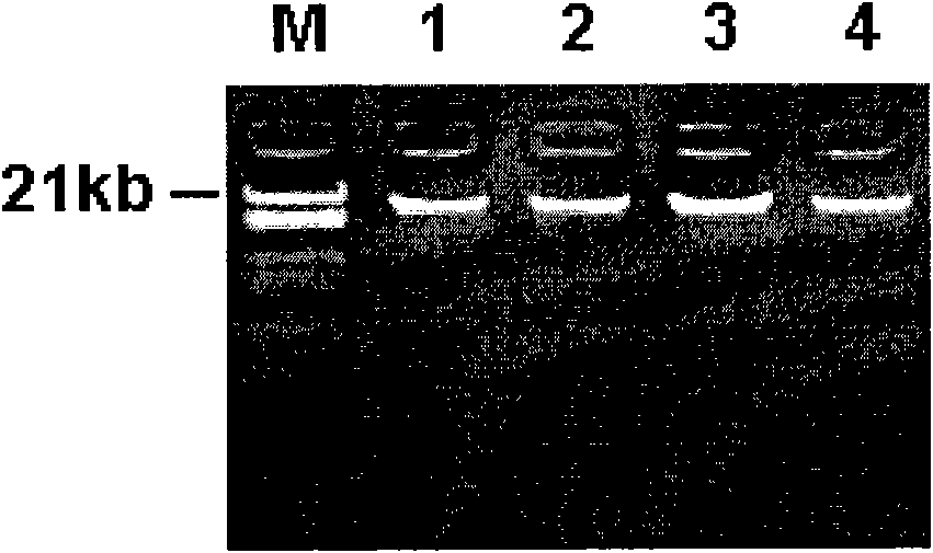 Method for quickly extracting genome DNA from blood clot