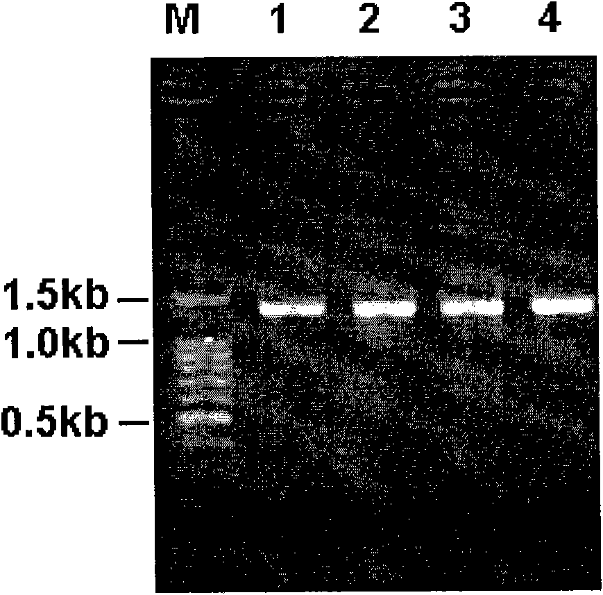 Method for quickly extracting genome DNA from blood clot