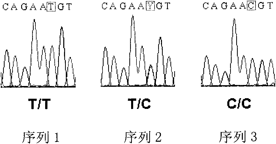 Method for quickly extracting genome DNA from blood clot