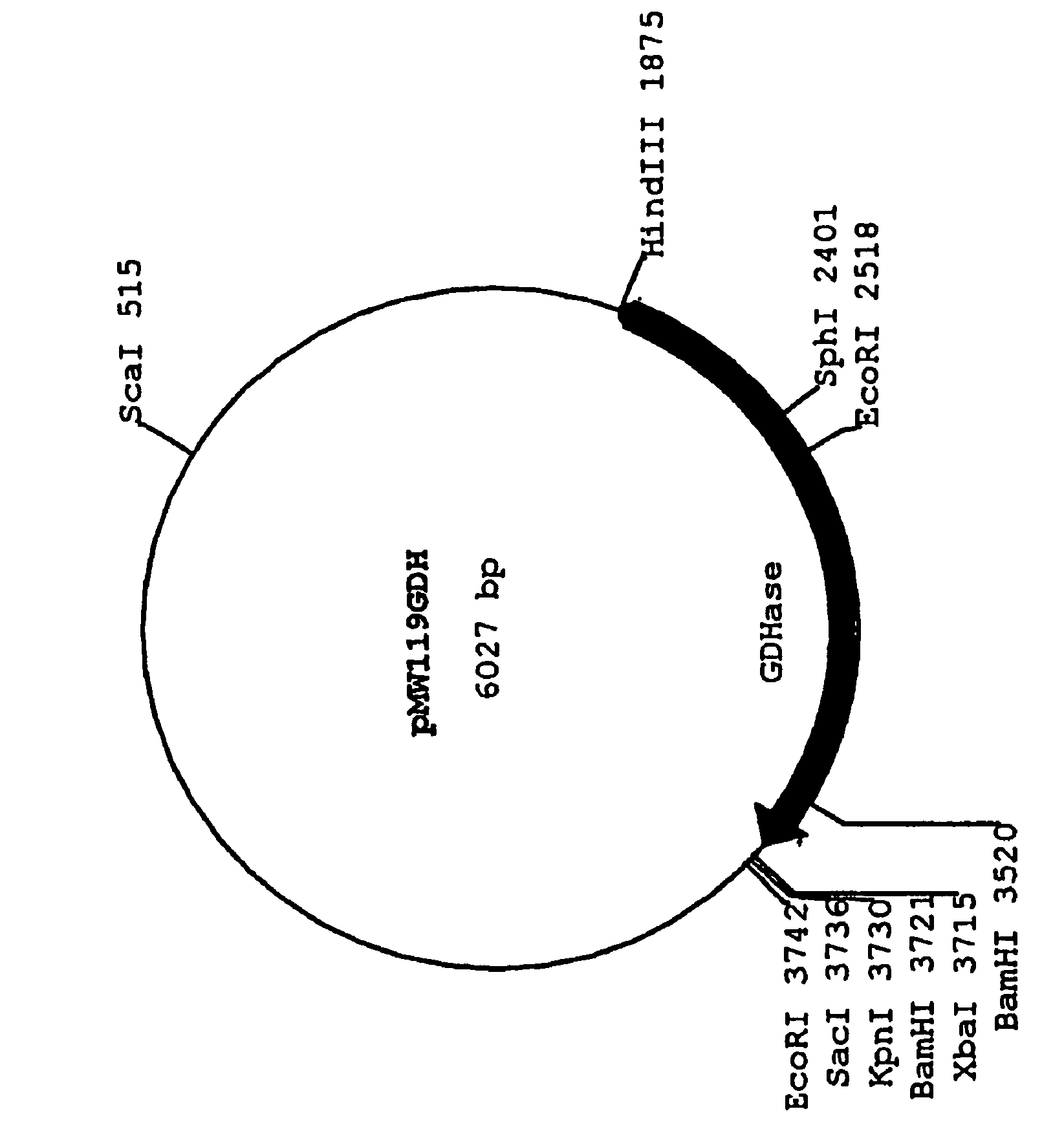 Gluconate dehydratase