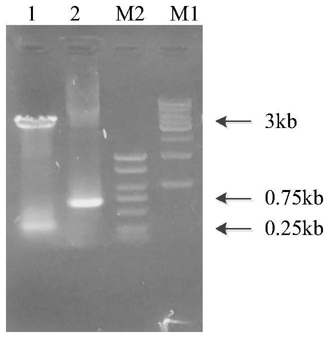 Construction method of synthetic strain for generating fengycin by transforming xylose through regulating and controlling Dahms pathway