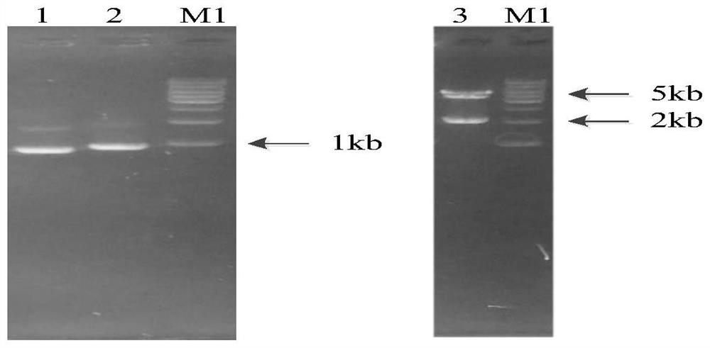 Construction method of synthetic strain for generating fengycin by transforming xylose through regulating and controlling Dahms pathway