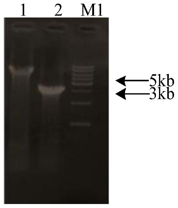 Construction method of synthetic strain for generating fengycin by transforming xylose through regulating and controlling Dahms pathway