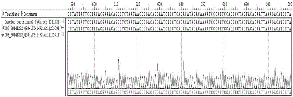 Fluorogenic quantitative PCR primer, probe combination, kit and detecting method for fast identifying camel source ingredients