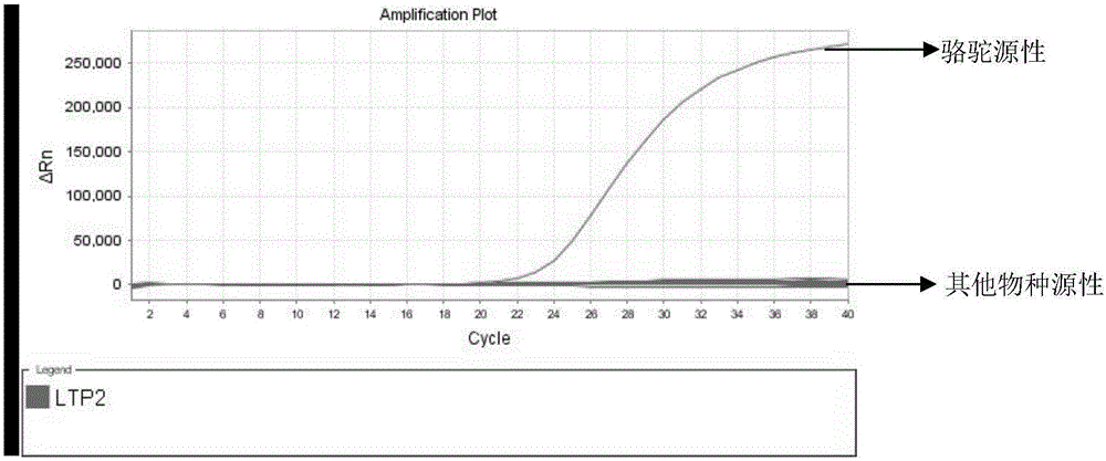 Fluorogenic quantitative PCR primer, probe combination, kit and detecting method for fast identifying camel source ingredients