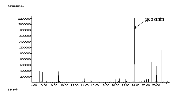 Geosmin producing strain