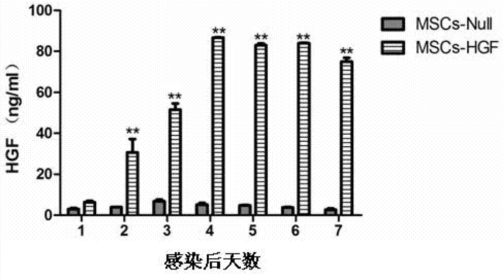 Applications of mesenchymal stem cell and genetically modified mesenchymal stem cell