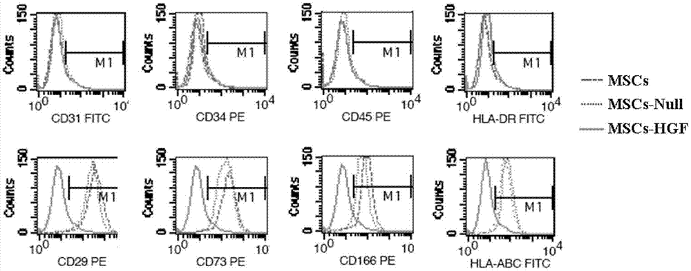 Applications of mesenchymal stem cell and genetically modified mesenchymal stem cell