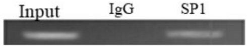 Application of transcription factor SP1 in regulation and control of pig RTL1 gene expression