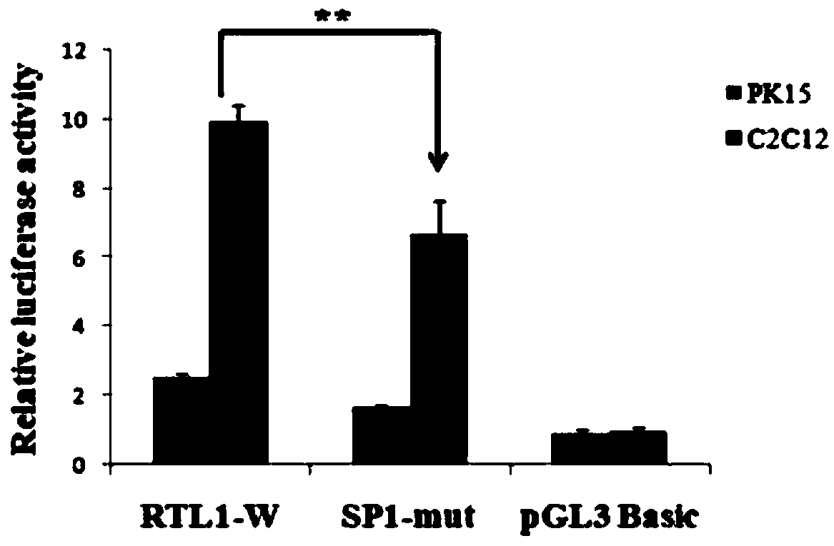 Application of transcription factor SP1 in regulation and control of pig RTL1 gene expression