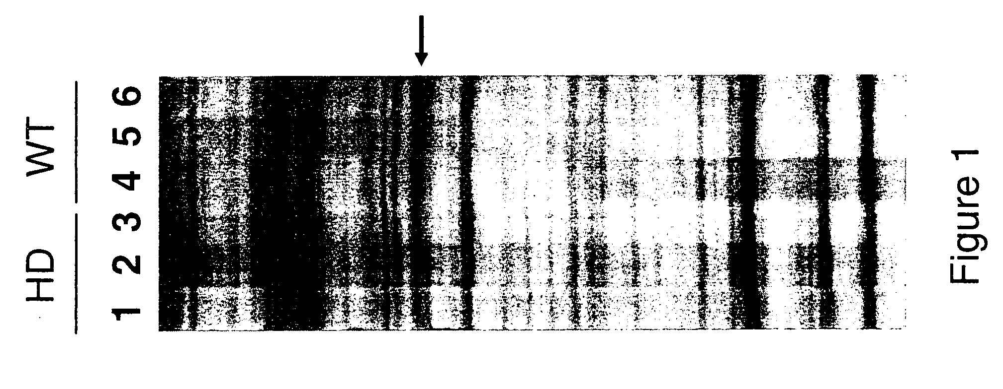 Compounds and methods for modulating phosphodiesterase 10A