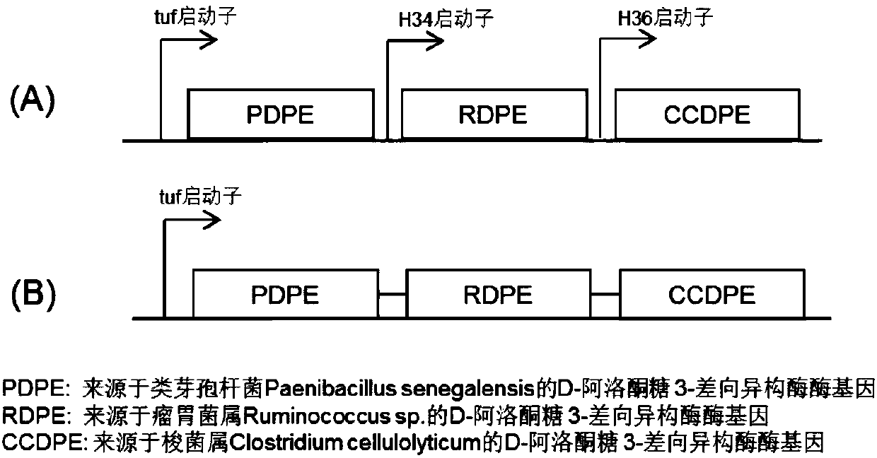 Method for efficiently preparing D-psicose 3-epimerase and use of D-psicose 3-epimerase