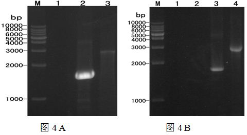 Mouse-typhus salmonella gene-deletion mutant strain without containing resistance marks, vaccine and application thereof