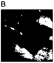 Animal disease model capable of accurately positioning thoraco-abdominal aortic aneurysm