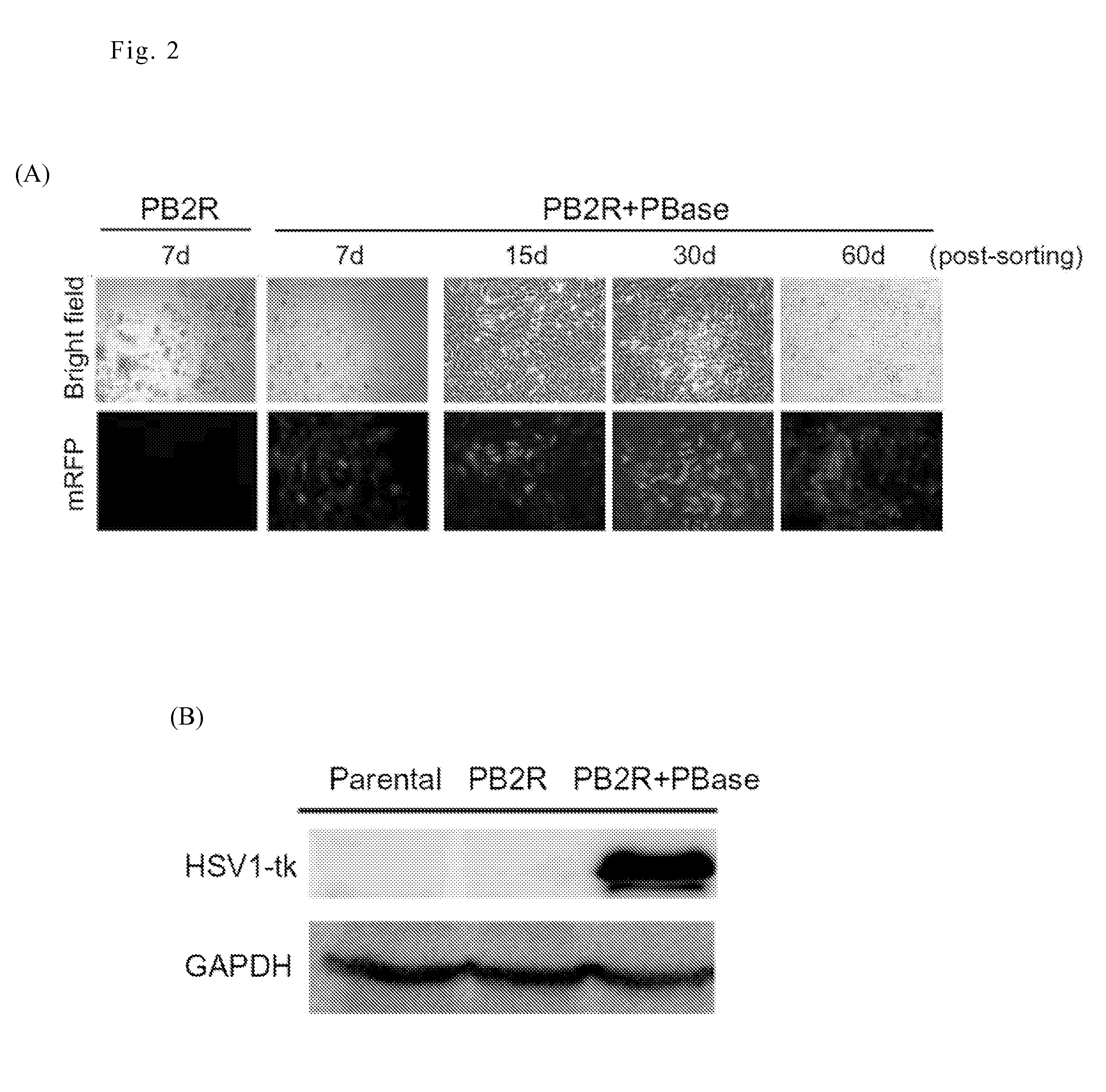 Methods for in vivo identification of cancer initiating cells by multimodality reporter gene imaging