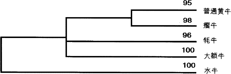 Maternal genetic marker for identification of domestic cattle of bos and identification method and application thereof