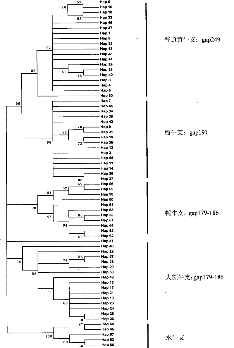 Maternal genetic marker for identification of domestic cattle of bos and identification method and application thereof