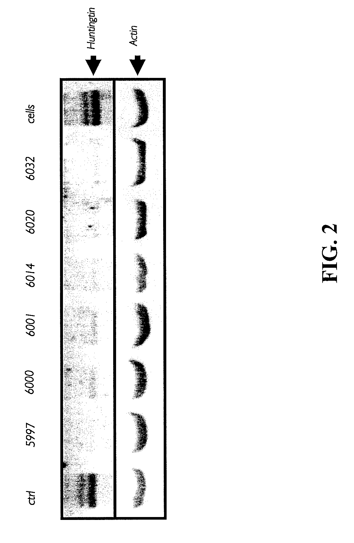 Compositions and methods for inhibiting expression of huntingtin gene