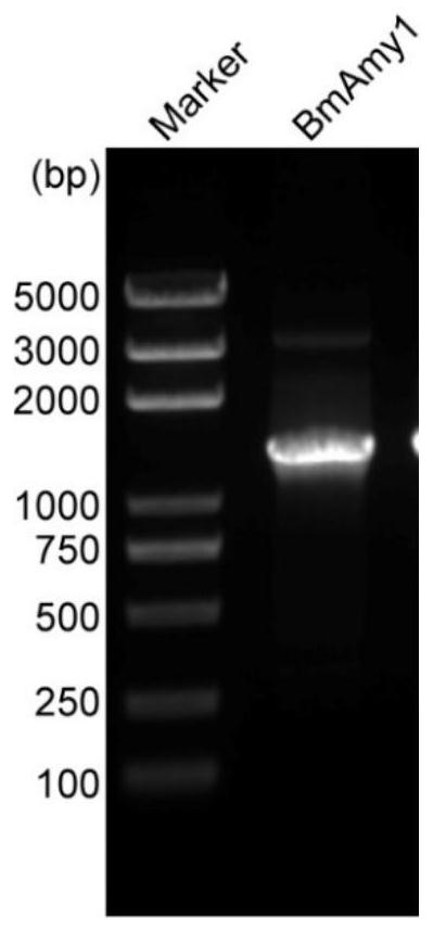 Application and method of bombyx mori amylase gene BmAmy1