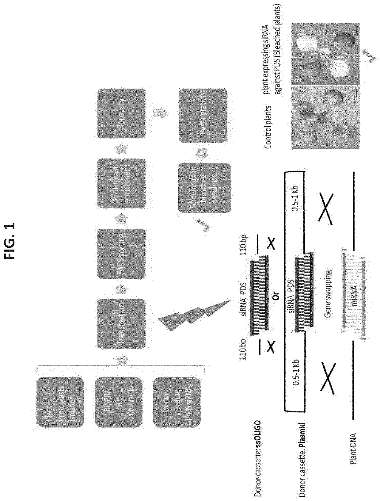 Modifying the specificity of plant non-coding RNA molecules for silencing gene expression