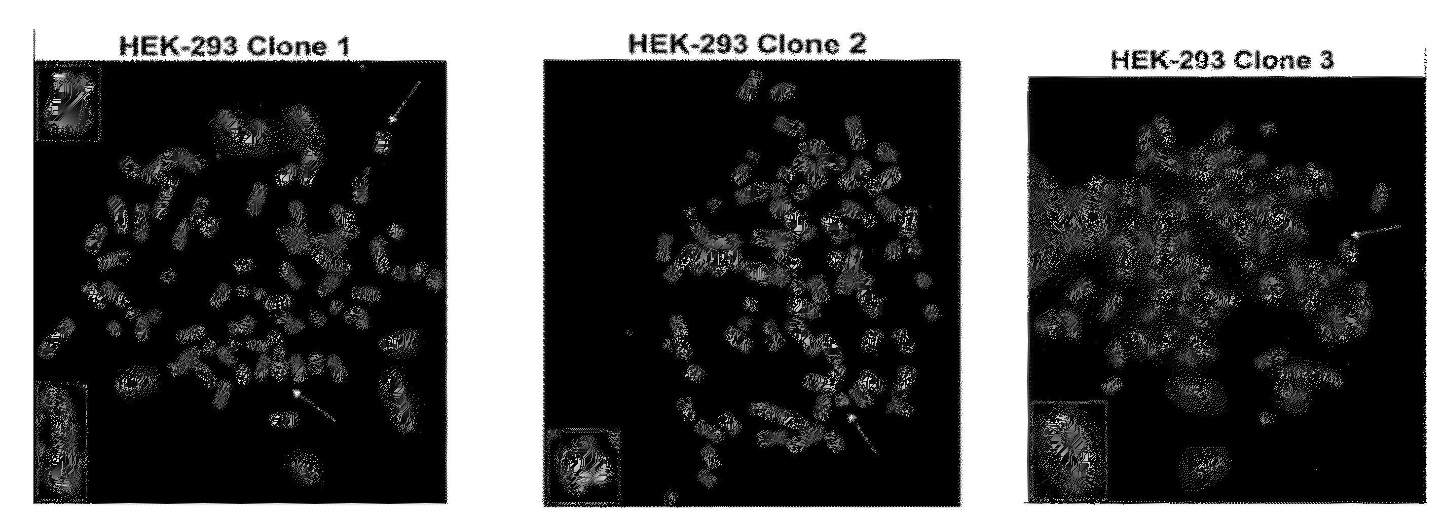 Materials and methods for determining subtelomere DNA sequence